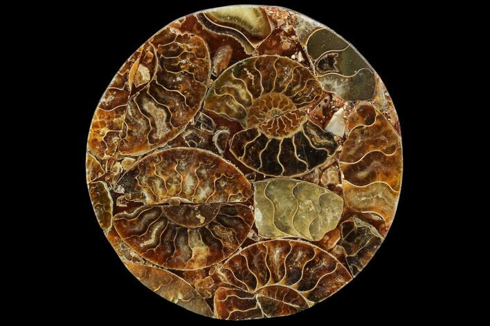 Composite Plate Of Agatized Ammonite Fossils #107322